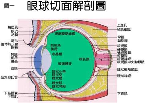 眼球形狀|眼睛的構造結構名稱詳細說明